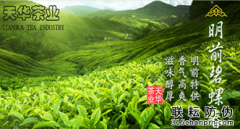 碧螺春二維碼防偽標(biāo)簽營銷受消費(fèi)者一致好評